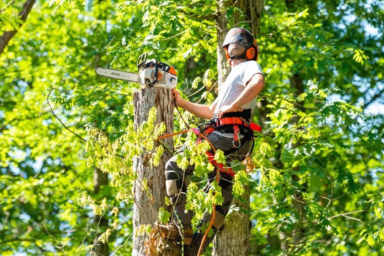 Tree Removal Telford, PA